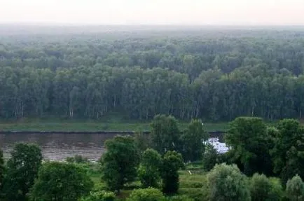 Bogat pădure