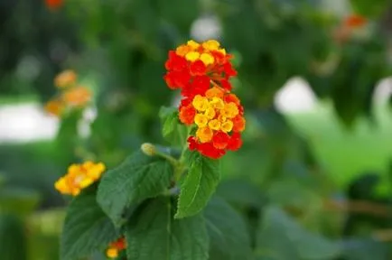 Lantana în creștere
