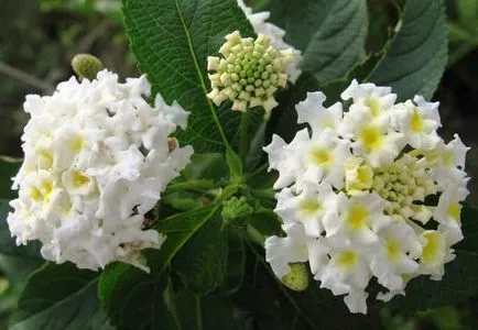 Lantana în creștere