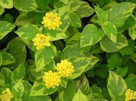 Lantana în creștere