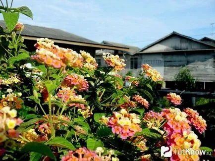 Lantana în creștere
