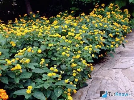 Lantana în creștere