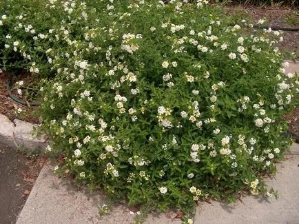 Lantana în creștere