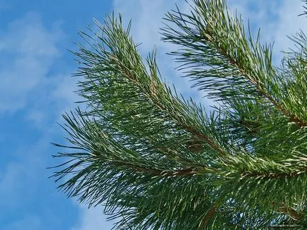 Tratamentul osteocondrozei cervicale la domiciliu