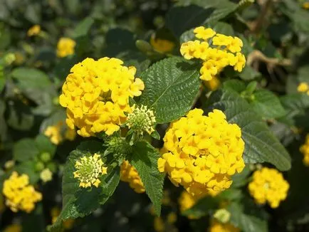 Lantana în creștere