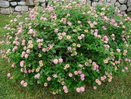 Lantana în creștere