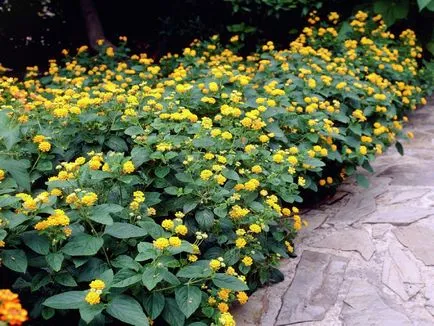 Lantana în creștere