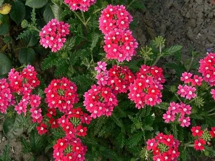 Lantana în creștere