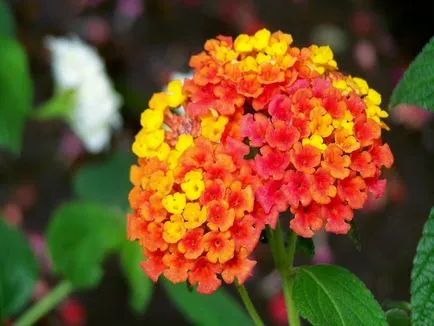Lantana în creștere