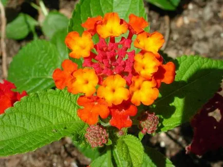Lantana în creștere