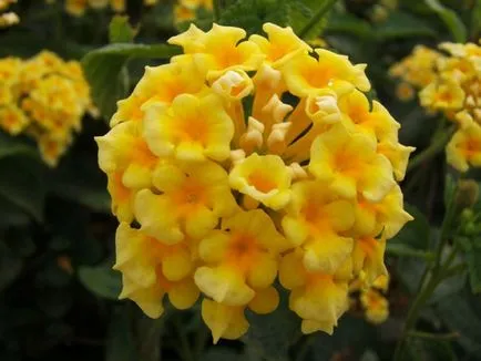 Lantana în creștere