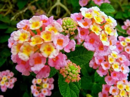Lantana în creștere