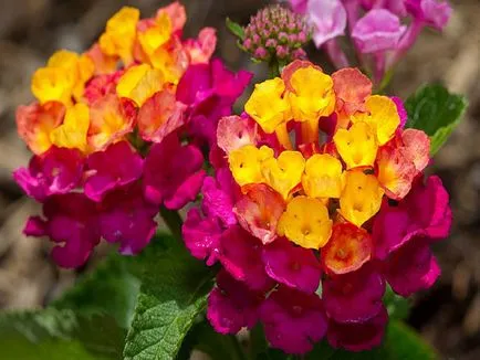 Lantana în creștere