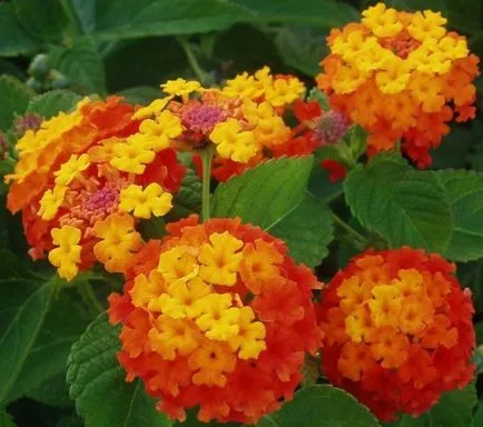 Lantana în creștere