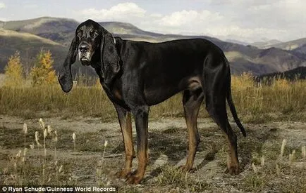 câine de vânătoare