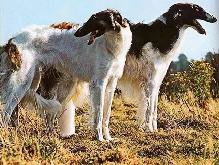câine de vânătoare