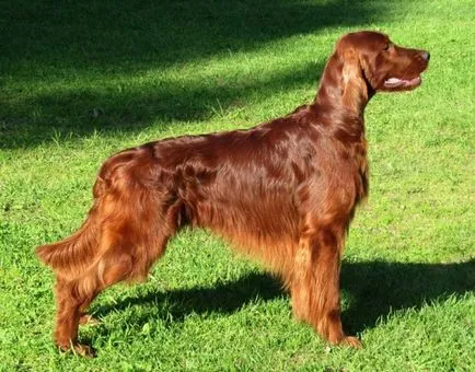 câine de vânătoare