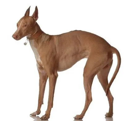 câine de vânătoare