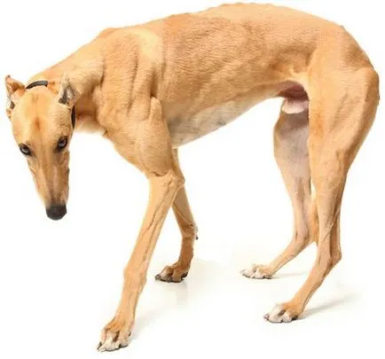 câine de vânătoare