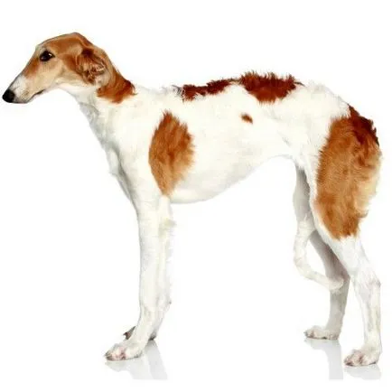 câine de vânătoare