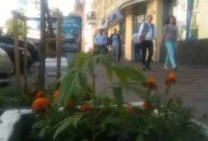 Cum de a buruienilor