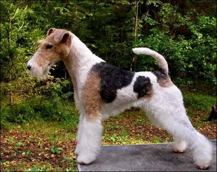 Rase de câini de vânătoare Rase de câini de vânătoare