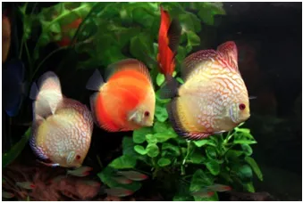 tratamentul discus