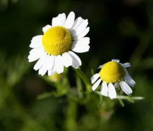 Ce ajutor de la stomatită Ce ajutor de la stomatită