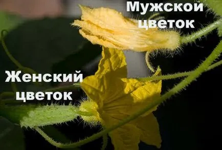 Când înflorit castravete