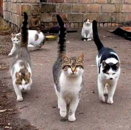 Pe măsură ce oamenii se taie Pe măsură ce oamenii se taie