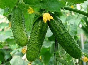 soiuri de curaj Castraveți soiuri de curaj Castraveți