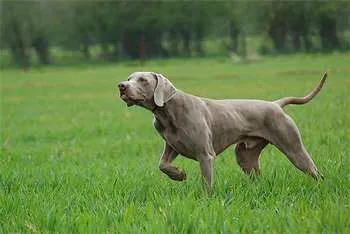 Rase de câini de vânătoare Rase de câini de vânătoare