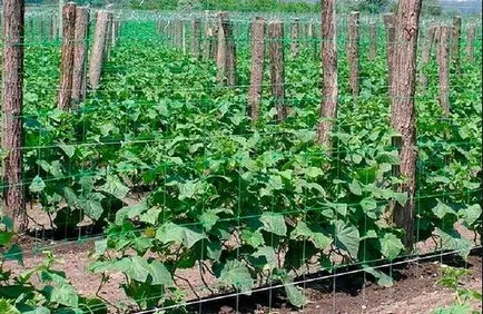 soiuri de curaj Castraveți soiuri de curaj Castraveți