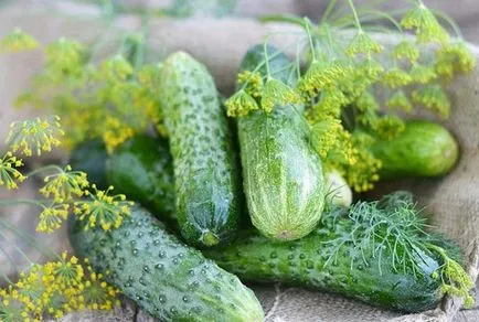 soiuri de curaj Castraveți soiuri de curaj Castraveți