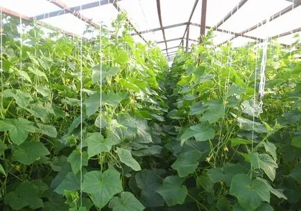 soiuri de curaj Castraveți soiuri de curaj Castraveți