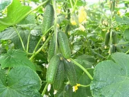 soiuri de curaj Castraveți soiuri de curaj Castraveți