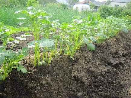 Cum de a decora gradina ta Cum de a decora gradina ta