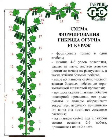 soiuri de curaj Castraveți soiuri de curaj Castraveți