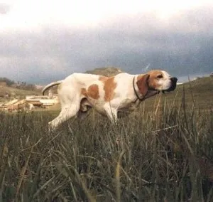 câine de vânătoare