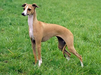 câine de vânătoare câine de vânătoare