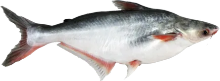 Cum de a găti Pangasius Cum de a găti Pangasius