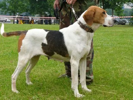 câine de vânătoare câine de vânătoare