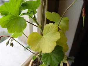 Din care frunzele rândul său, de culoare galbenă Din care frunzele rândul său, de culoare galbenă