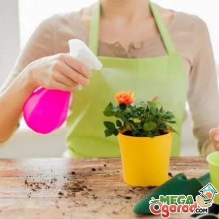 Din care frunzele rândul său, de culoare galbenă Din care frunzele rândul său, de culoare galbenă