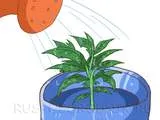 Tomate în ghivece