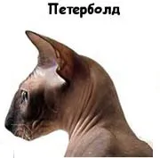 Sphynx rase de pisici Sphynx rase de pisici