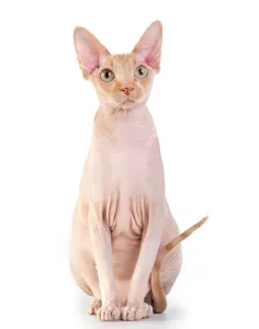 Sphynx rase de pisici