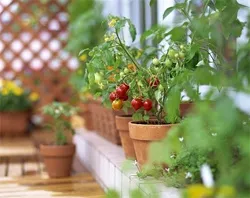 Tomate în ghivece