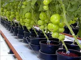 Tomate în ghivece