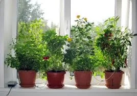 Tomate în ghivece